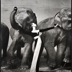RICHARD AVEDON Dovima with elephants, evening dress by Dior Cirque d'Hiver, Paris, August 1955 ©The Richard Avedon Foundation